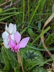Cyclamen