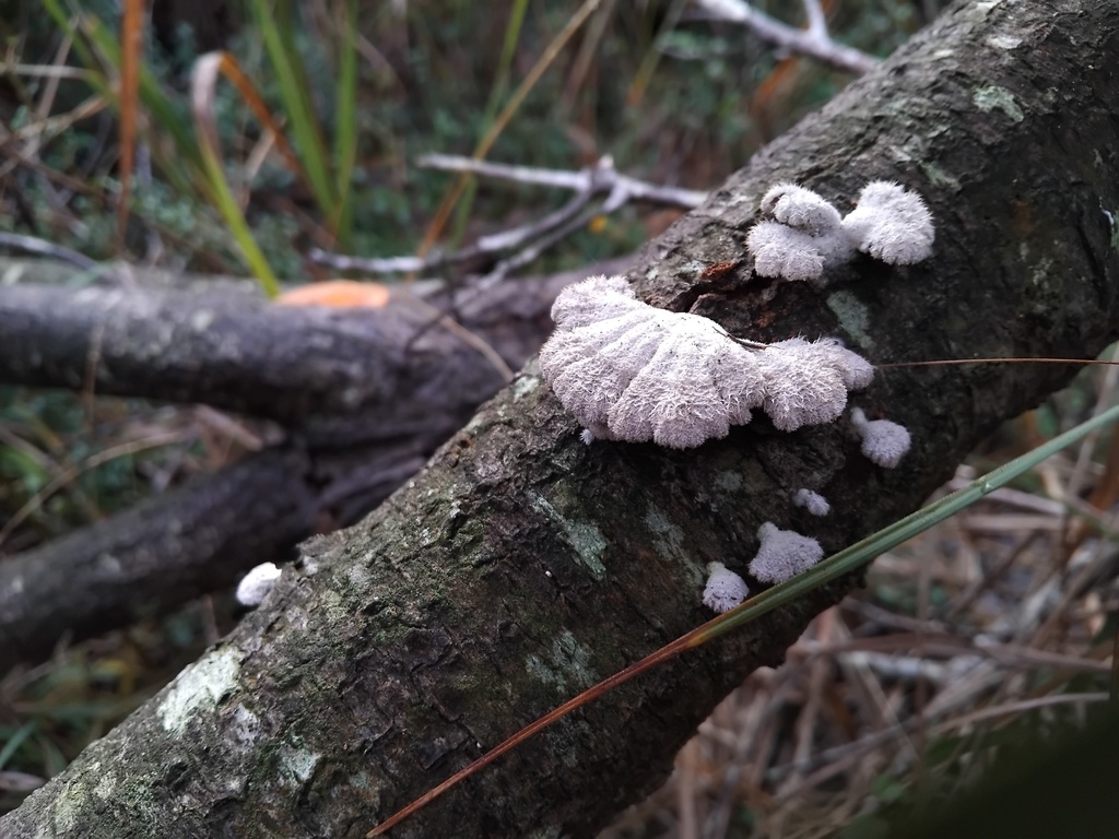 Schizophyllum commune · July 2025 · photo: © sofiazed1 (iNaturalist, cc-by)