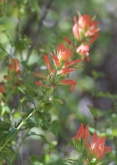 Castilleja nelsonii