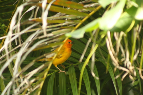 Golden Palm Weaver (Ploceus bojeri), photo 2