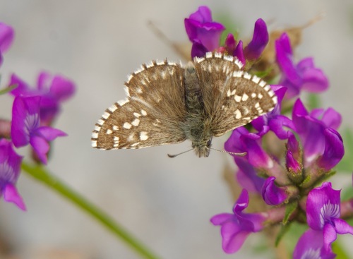 Northern Grizzled Skipper photo 2