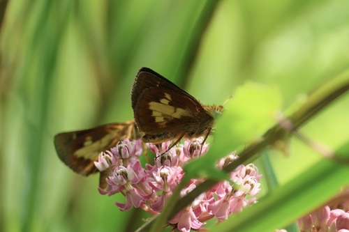 Mulberry Wing photo 5