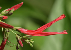 Dianthera secunda