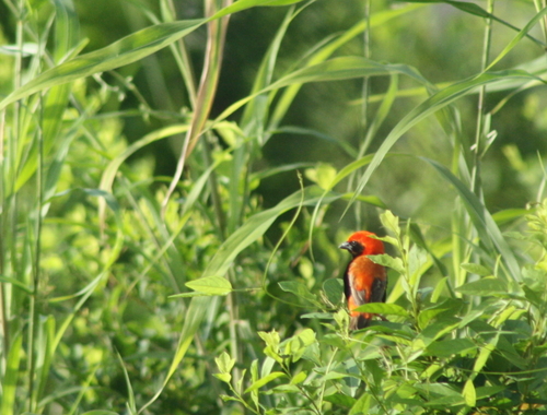 Zanzibar Red Bishop (Euplectes nigroventris), photo 8