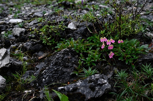 Amitostigma amplexifolium T.Tang & F.T.Wang 4