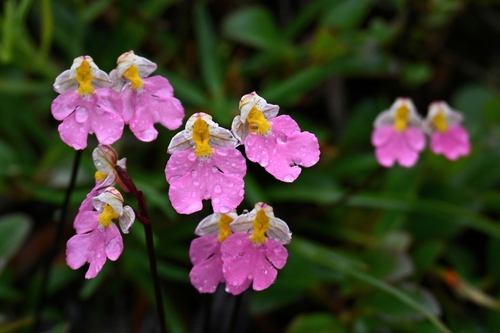 Amitostigma amplexifolium T.Tang & F.T.Wang 3