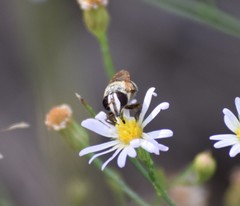 Copestylum tamaulipanum
