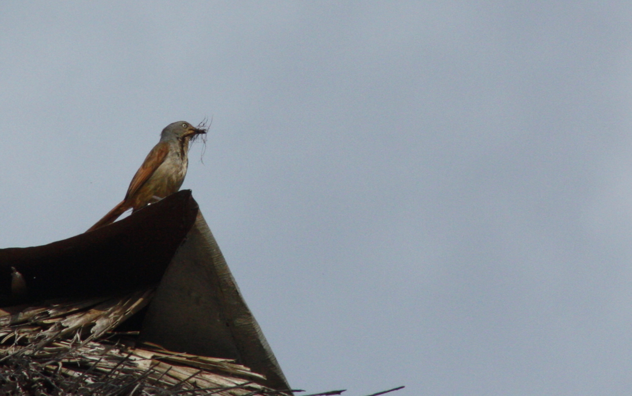 Collared Palm Thrush (Cichladusa arquata), photo 3