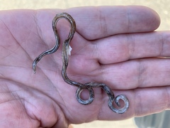 Rena humilis humilis