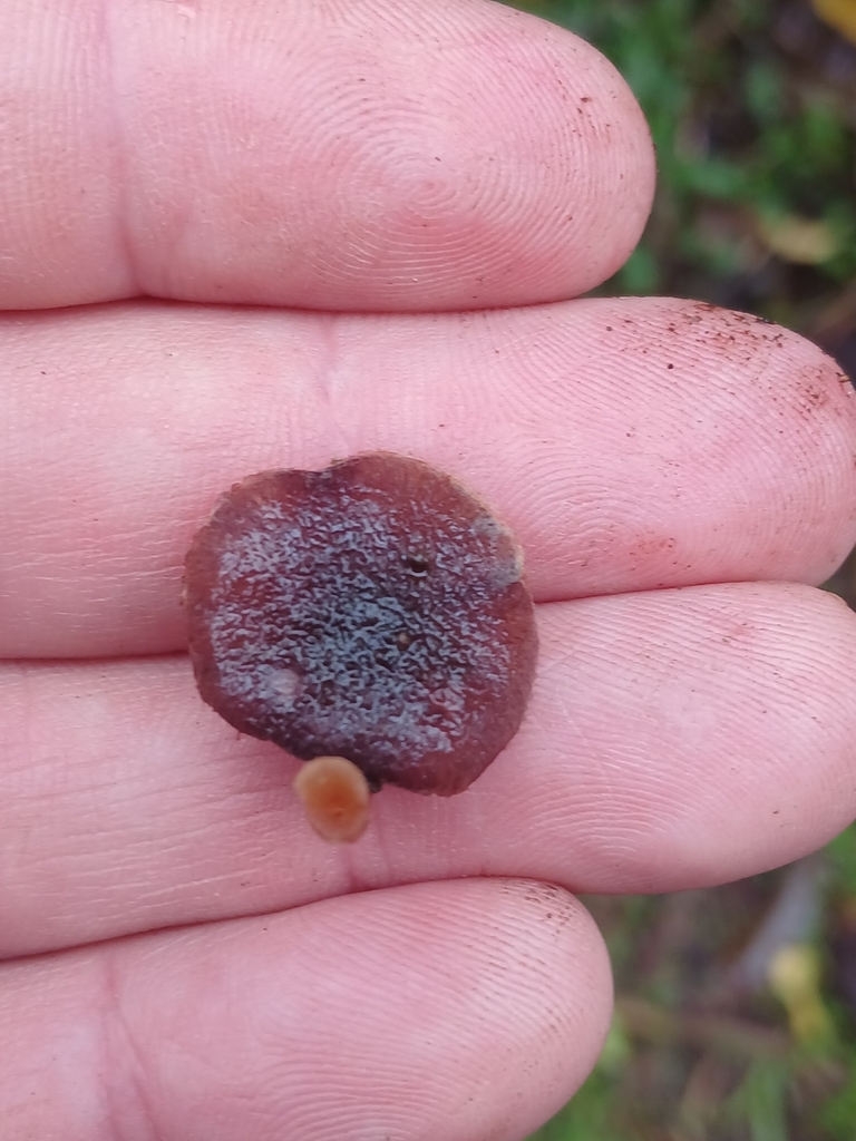 Gymnopilus purpuratus · July 2025 · photo: © mphnz (iNaturalist, cc0)