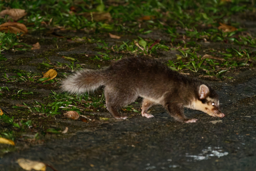 Bornean Ferret-Badger