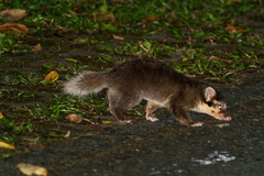 Bornean Ferret-Badger photo 1