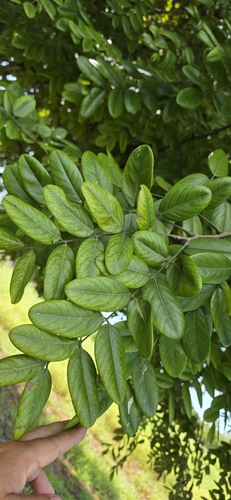 Dalbergia retusa - Whole tree