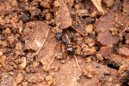 Myrmecina urbaniiMyrmecina urbanii