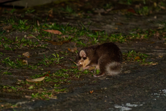 Bornean Ferret-Badger photo 3