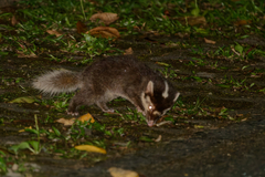 Bornean Ferret-Badger photo 2