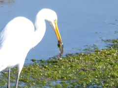 Gillichthys mirabilis
