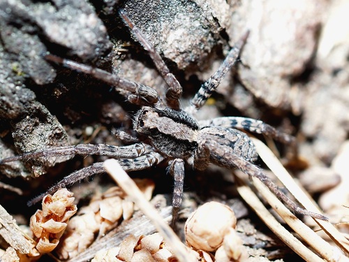 Koch's Wolf Spider