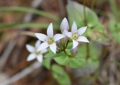 Gentianella microcalyx