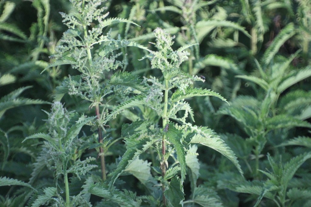 Urtica dioica