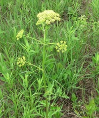 Polytaenia