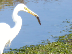 Gillichthys mirabilis