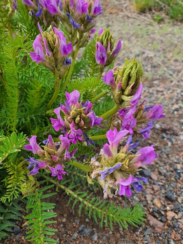 Falseglandular Crazyweed (Oxytropis pseudoglandulosa)