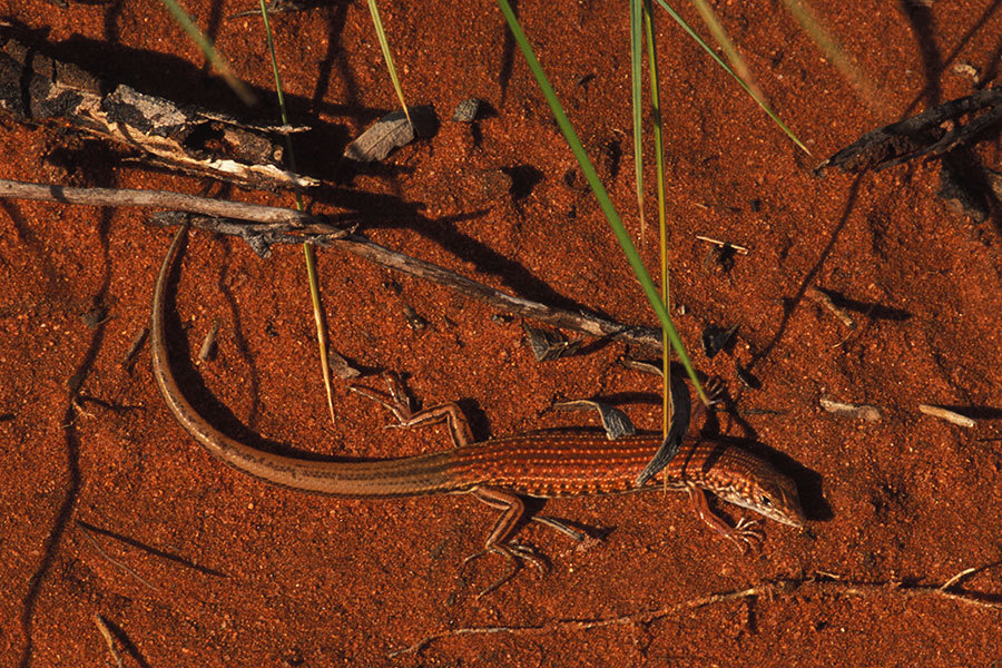 Fine Side-Lined Ctenotus