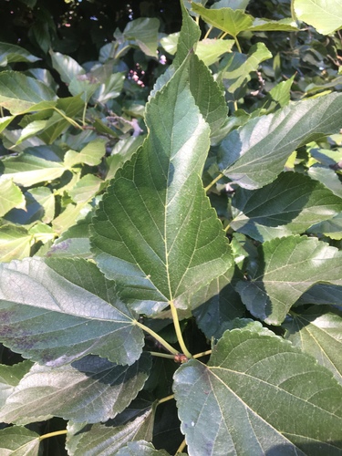 iNaturalist observation photo of Mulberries