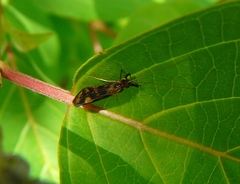 Mystacides interjectus