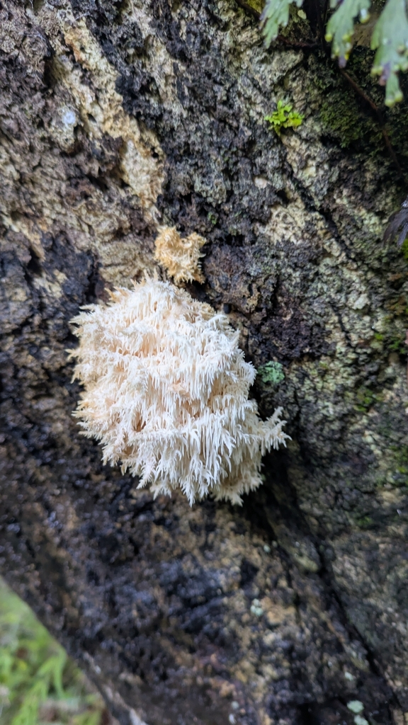 Hericium novae-zealandiae · July 2025 · photo: © ge0nerd (iNaturalist, cc0)