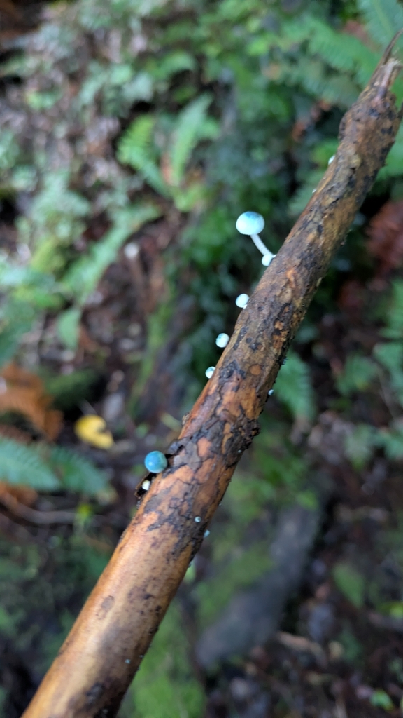 Mycena interrupta · July 2025 · photo: © ge0nerd (iNaturalist, cc0)