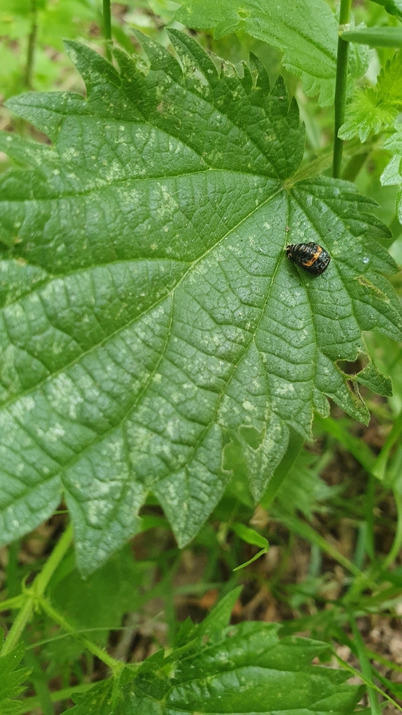 Coccinellidae