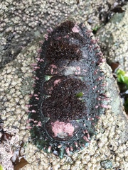 Acanthopleura echinata