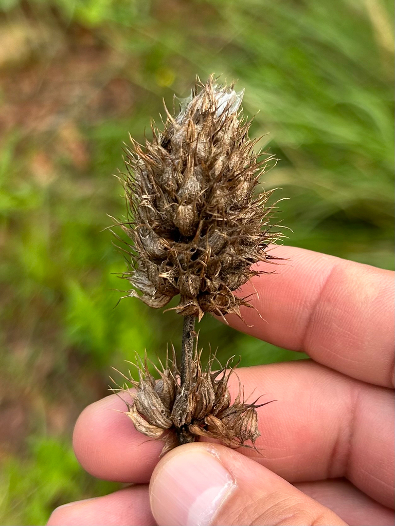 Lamiaceae
