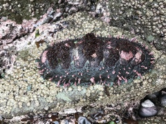 Acanthopleura echinata