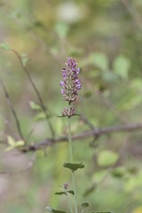 Agastache breviflora
