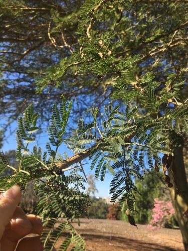 iNaturalist observation photo of Sweet acacia