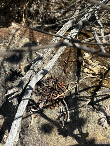 iNaturalist observation photo of Pack Rats