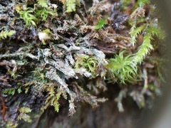 Bilimbia sabuletorum