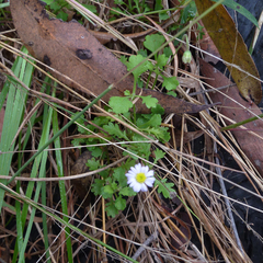 Brachyscome microcarpa