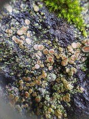 Acarospora glaucocarpa