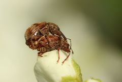 Anthonomus rectirostris