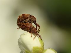 Anthonomus rectirostris