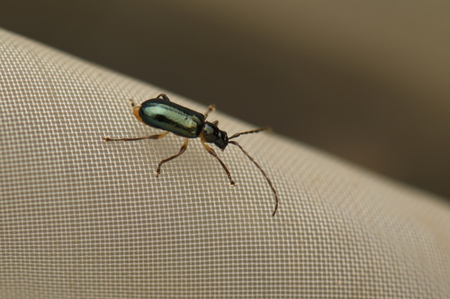 Clerotilia, 2025-07-06