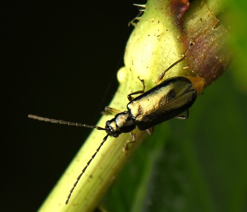 Clerotilia