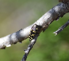 Acmaeodera macra