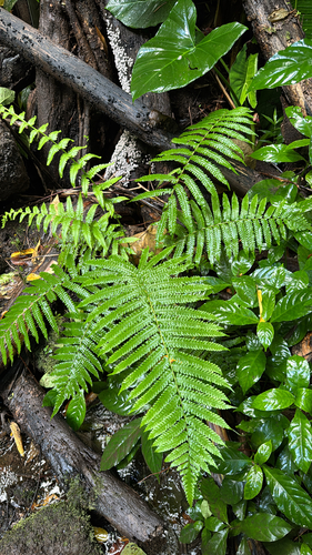 Reholttumia hudsoniana observed 2025-07-09