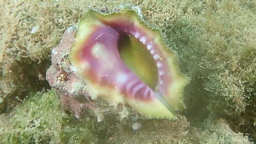 Drupa rubusidaeus observed 2025-07-09