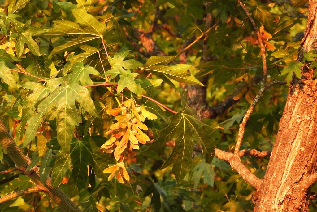 Acer